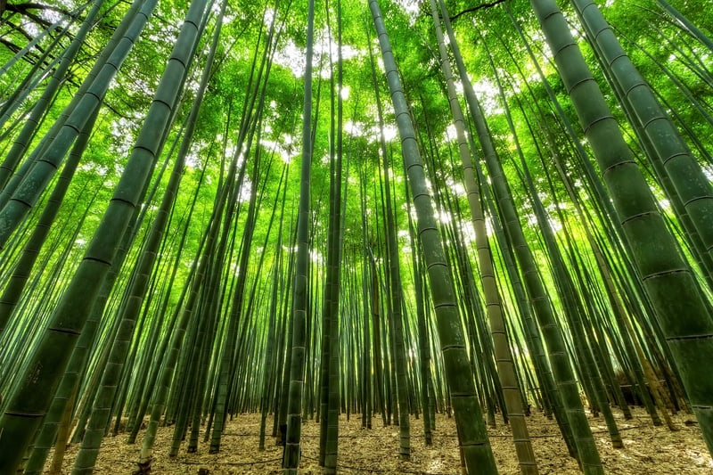 Bamboo Travel Utensils