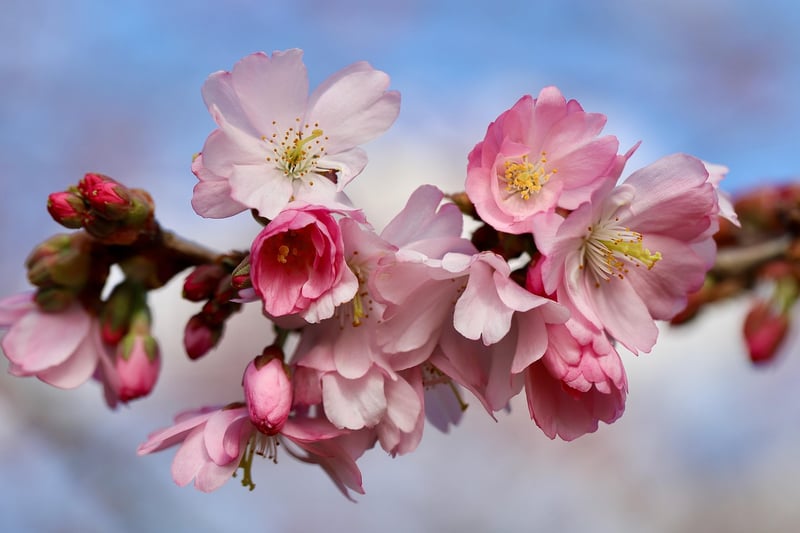 Japanese Cherry Blossoms