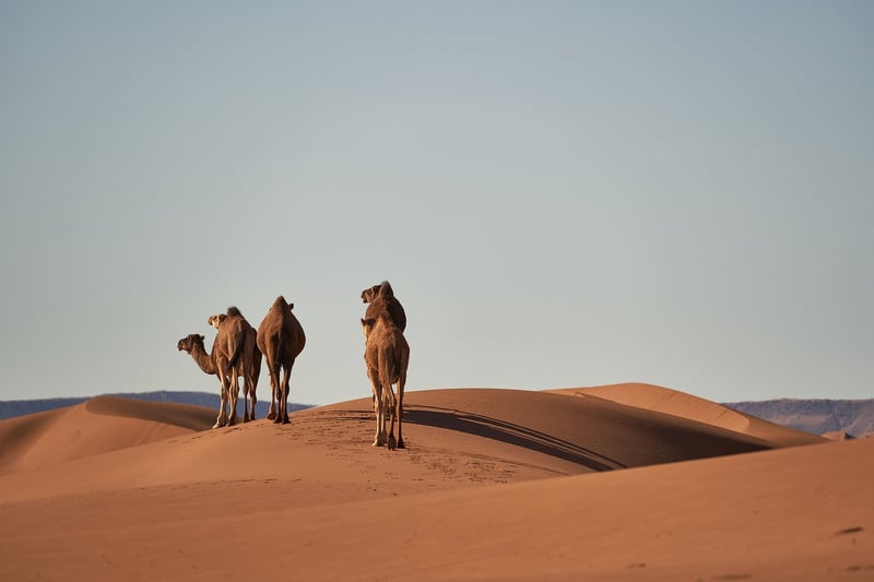 Moroccan Desert